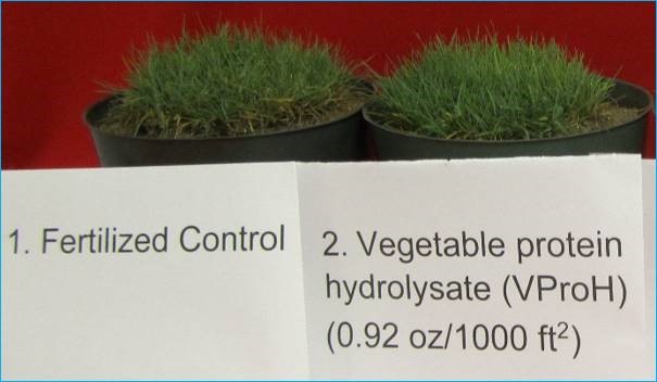 The Role and Value of Exogenous Amino Acids to Turfgrass